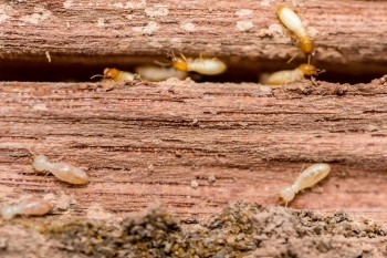 Wood termites infesting piece of wood.